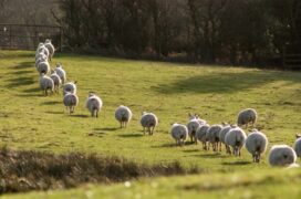 Sheep Flocks Elect Temporary Leaders To Guide Them While Moving