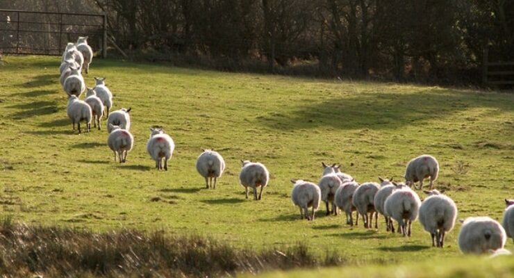 Sheep Flocks Elect Temporary Leaders To Guide Them While Moving