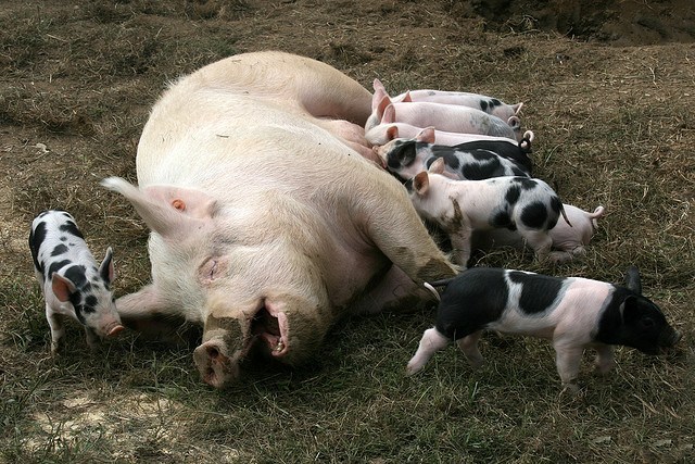 Pig w Suckling Piglets
