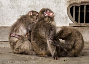 Monkeys Can Also Cooperate.  Go Monkeys!