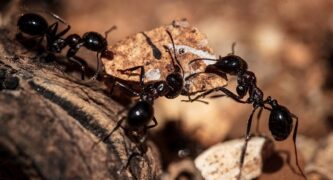 Ants May Be More Democratic Than Many Humans
