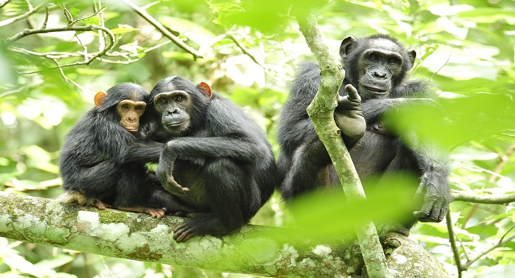 Chimpanzee Democracy
