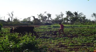 Cuban Farmers Shrug Off Promise Of Private Ownership