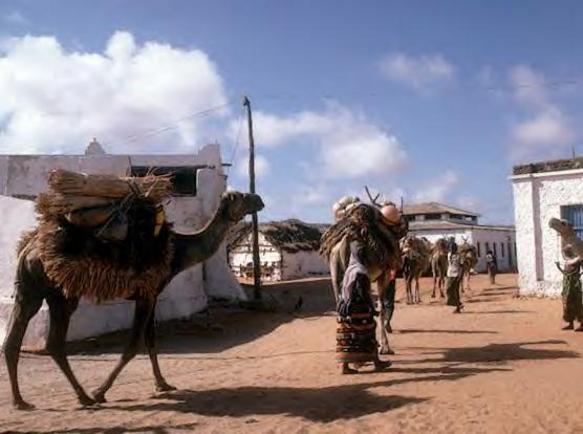 Nomad Camels in the town of Gabiley