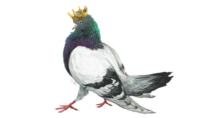 Pigeons Use Democratic Decision Making