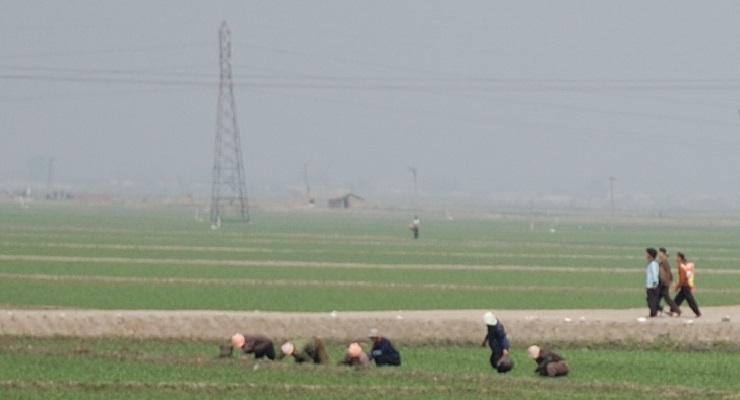 North Korean Farming Mobilization