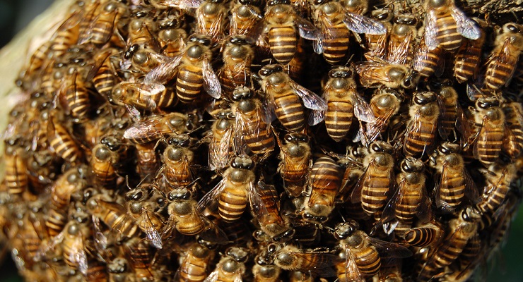 Honey Bees Practice Democracy