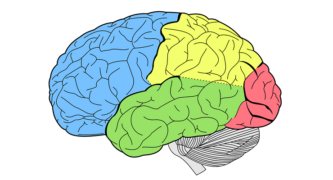Brain Scans Remarkably Good At Predicting Political Ideology
