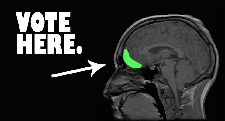 Brain's Voting Mechanism