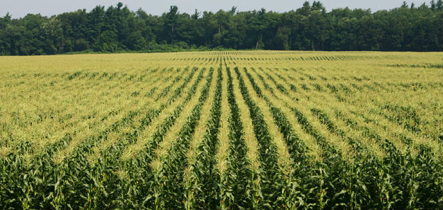 corn-field Independent to Run For Nebraska Senate