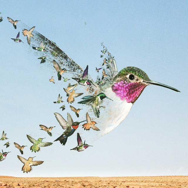 Colibrí on the US Mexican Border